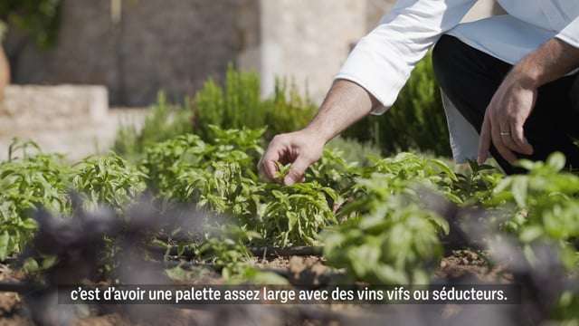 Poisson de Méditerranée, fleur de courgette farcie, tomate, olive et basilic du jardin